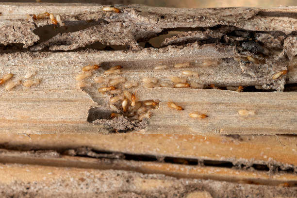 Best Cockroach Control Services  in Mount Carmel, OH