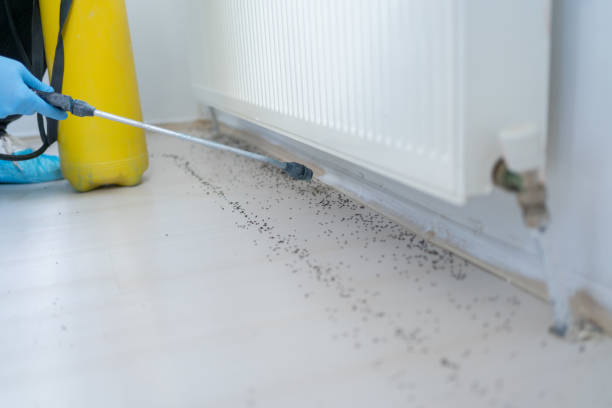 Best Flea Control Services  in Mount Carmel, OH